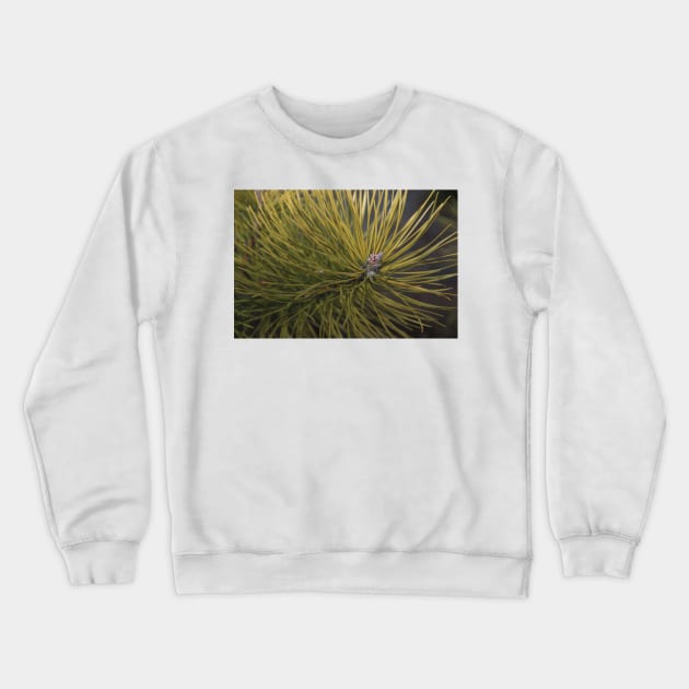 Pine Crewneck Sweatshirt by KensLensDesigns